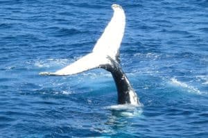 Great Australian Bight