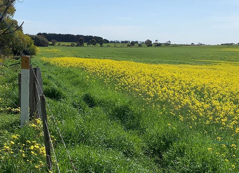 Bellarine Peninsula - Geelong, Drysdale, Queencliff - Bellarine Rail Trail