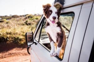 Dog Friendly Beach - Ocean Grove, Bellarine, Geelong, Torquay, Lorne and Apollo Bay - Surf Coast Shire